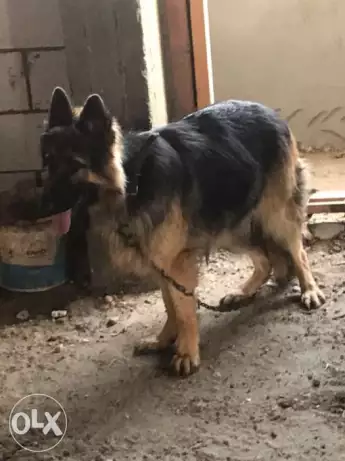 كلب للبيع