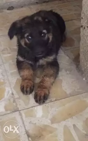 جراوي جرمن شيبرد بعمر ٢شهر