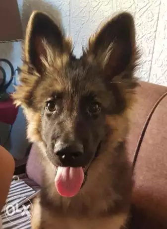 كلب للبيع منزلى