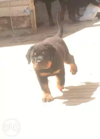 Female Rottweiler for sale