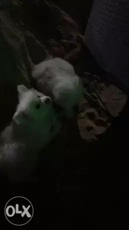 جرواى سربارين هاسكي للبيع