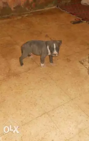 جروي بتبول دوجو ارجنتيني مستورده