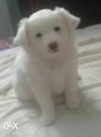 كلبه جريفون للبيع