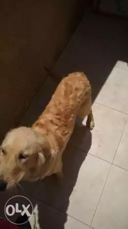 جولدن ذكر للبيع