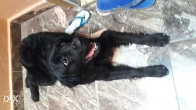 نتايه بلاك ريتريفر بيور سلاله نادره داخله على حيض