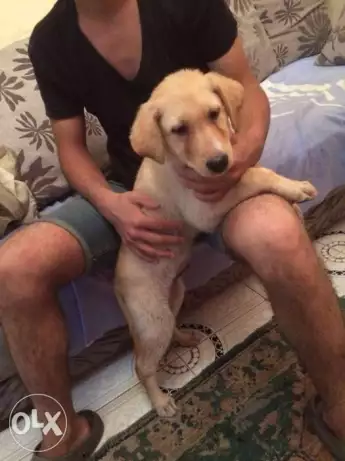 كلب جولدن مطعم عنده شهرين ونص