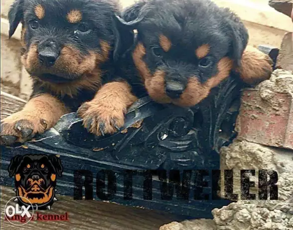 لعشاق الفخامة، إناث روت وايلر للبيع، دم ابطال