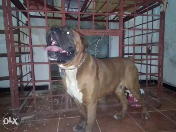 دكر بوكسر مستورد للزواج سبق له الانجاب