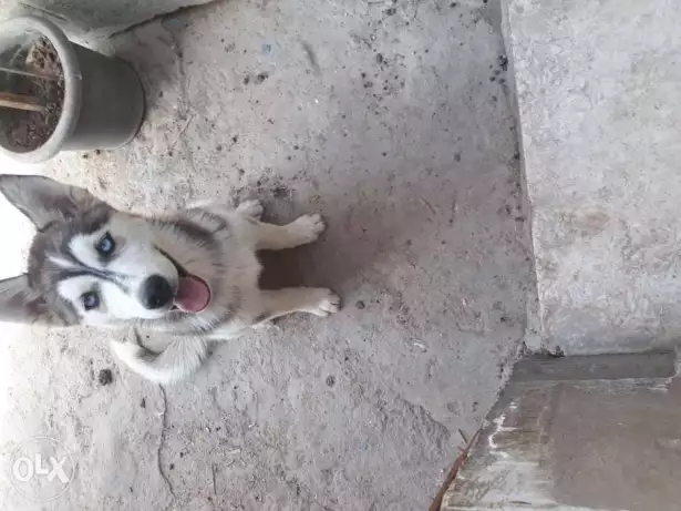 جرو سيبيريان هاسكى نتايه اربع شهور ونص مطعمه