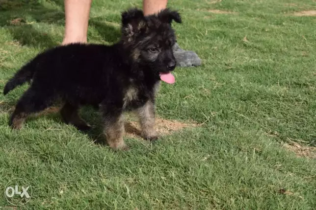 اخر جرو جيرمين شيبرد ذكر