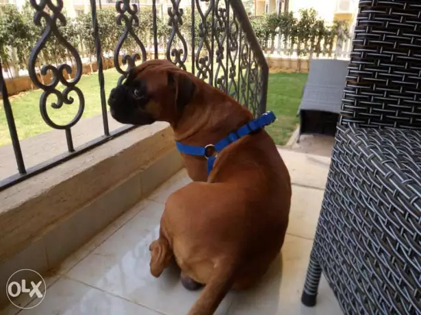 Male boxer for mating