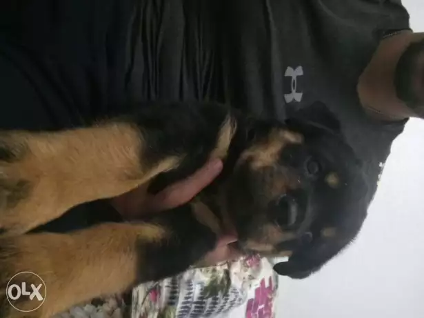 ذكر روت وايلر 60يوم مطعم