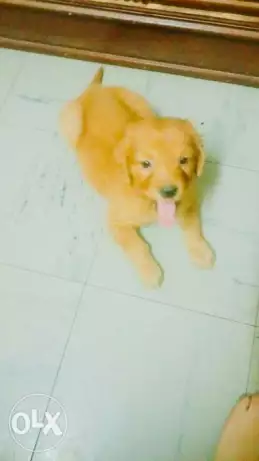 كلبة جولدن 55 يوم