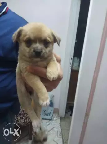 شيواوا Chiwawa