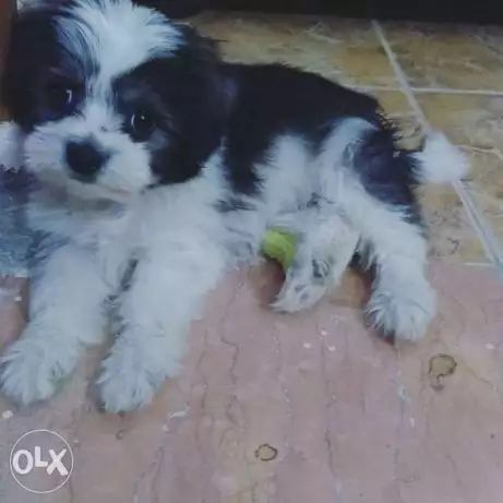 كلب جريفون شهرين