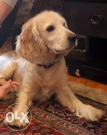 لمن يعشقون الكلاب