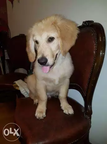 Golden retriver