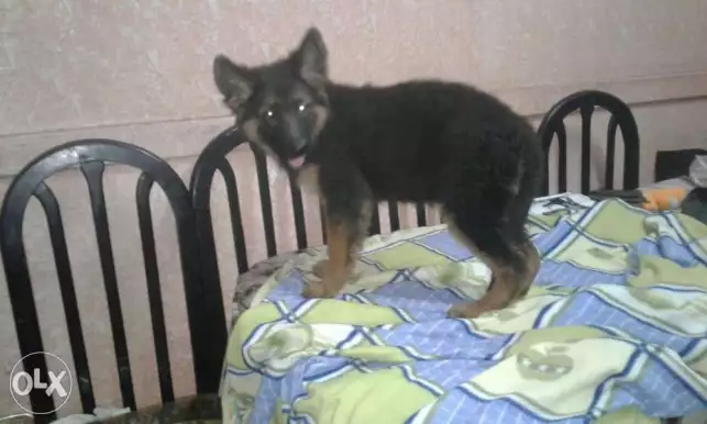 نتاية چيرمن للبيع أهالى مستوردة