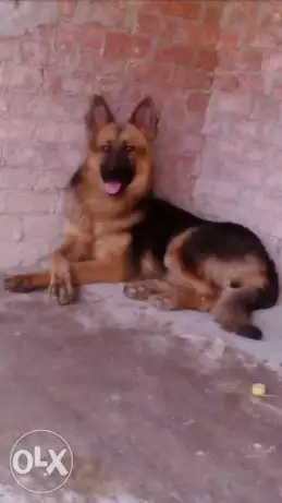 للبيع من اجمل الاناث الجيرمن شيبرد