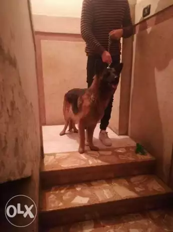 نتايه جيرمن