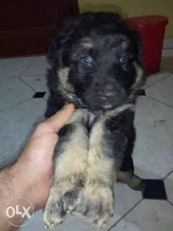 دكر ونتيتن للبيع ٣ مع بعض ٢٧٠٠ الاب الاحمر والام التانية