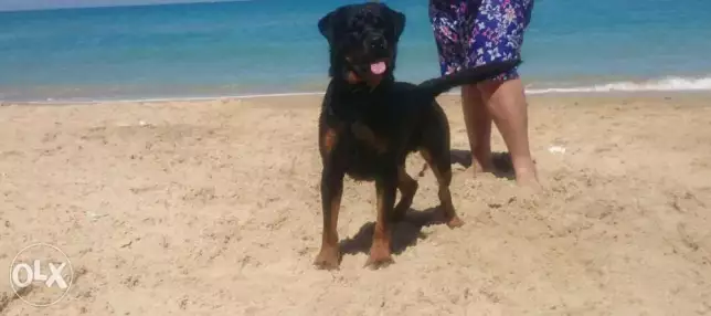 دكر اهالي مستورده