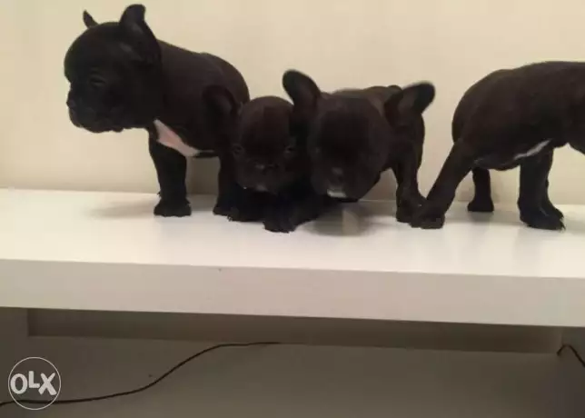 French Bulldogs imported