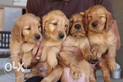 للبيع جراوي جولدن ريتريفر شوكليت مستوى عالي