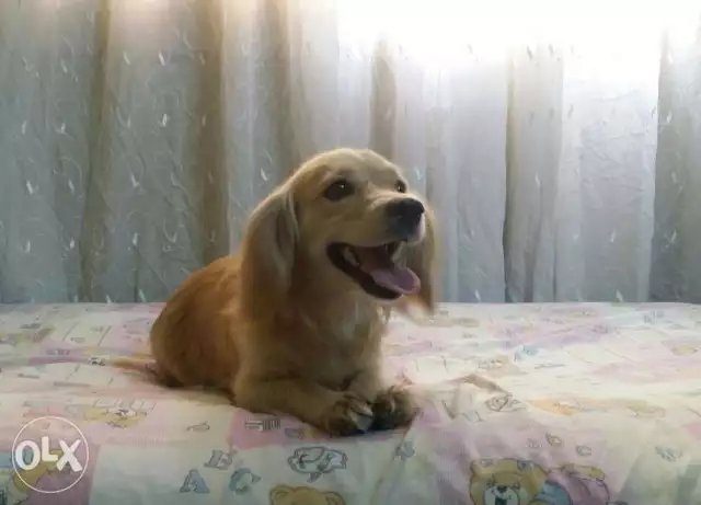 نتاية كوكر علي جيريفون جميلة للبيع