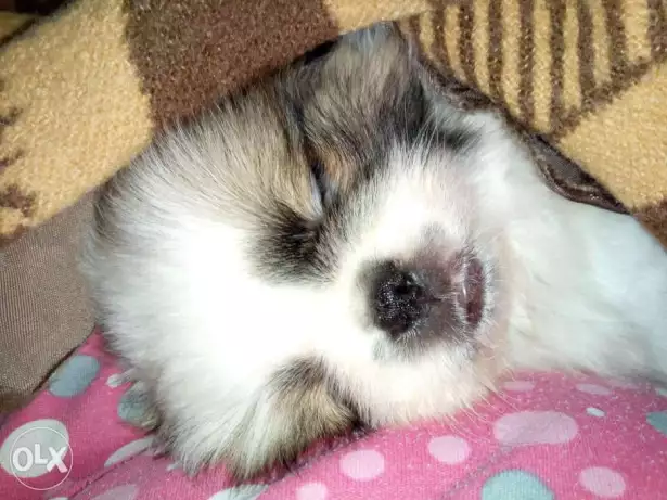 لهواة التميز بنت وولد بيكنواة