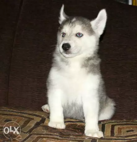 Husky puppies for sale