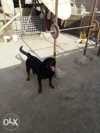 دكر رود للبيع