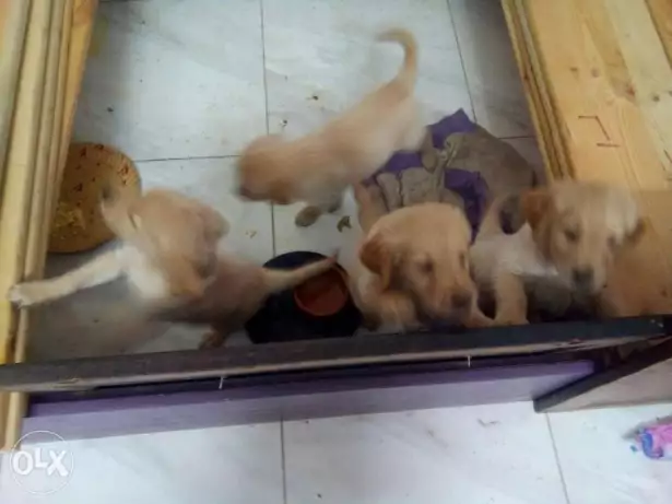 4جروي جولدن 49يوم. صحه حلوه جدآ. نضاف جدآ اباء مستورده