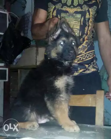 جراوي جيرمن شيبرد