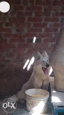 نتاية وايت جيرمن