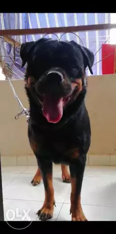Cena female Rottweiler for sale