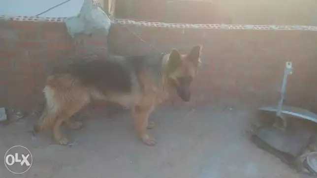 للبيع قص جرمين