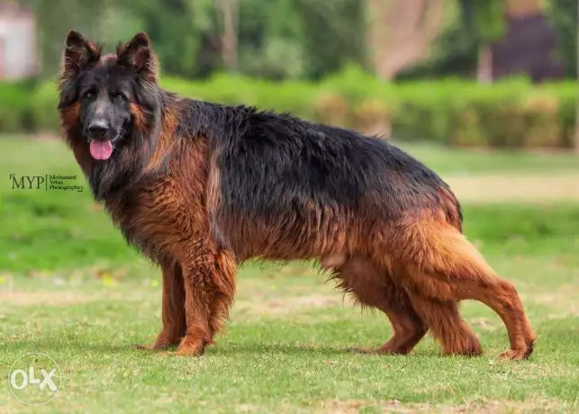 اجمل جراوي جيرمين شيبرد