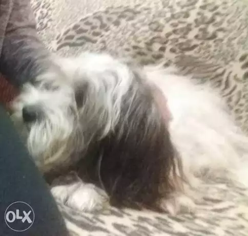 سيدي بشر شارع هدي الاسلام قبلي