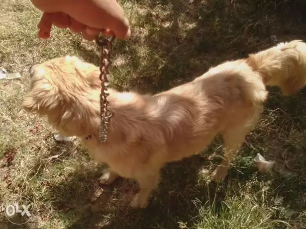 كلب جولدن للبدل اوالبيع