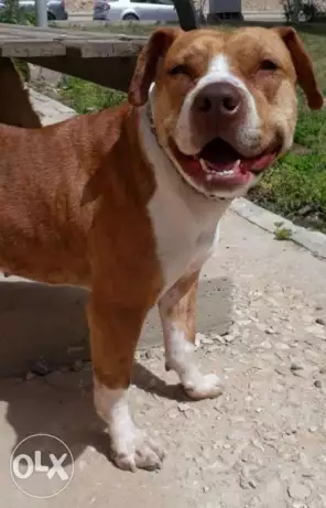 كلبة بيتبول حايضة لسرعة البيع