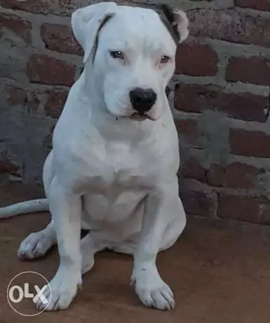 دكر ونتايه البيع لعدم التفرغ ضخامه شراسه السن 12 شهر ونتايه علي حيضه بيع الاتنين مع بعض