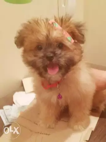 كلب بيكينيز