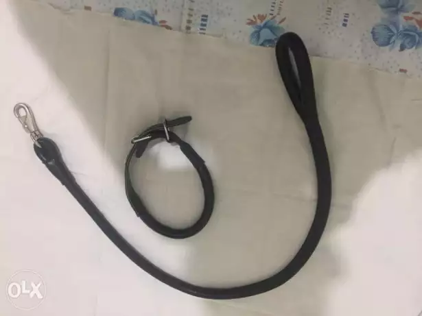 طوَّق للكلب