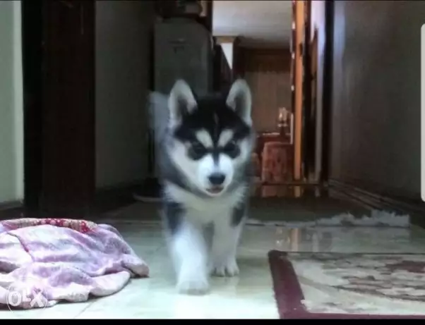 Husky for sale هاسكى للبيع