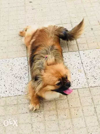 بكينواه سنه و٣ شهور ودفتر التطعيمات