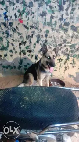 للبيع نتايه