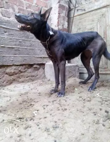 كلب بلاك جاك للبيع