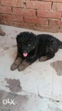 جروايه جيرمن للبيع