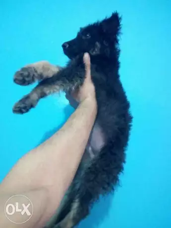 جرو ذكر جيرمن شيبرد